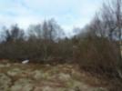Wiese am Georgenfelder Hochmoor vor der Entbuschung über die RL NE/2014 durch den FV für die Natur des Osterzgebirges (Aufnahmen B. König)