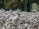 Stieglitz auf Disteln in der Blühfläche im Spätsommer (Aufnahme H. Menzer)