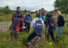 Teilnehmer der ornithologischen Fachexkursion im Rahmen des sächsischen Wiesenbrüterprojekts informieren sich über Maßnahmen der Wiedervernässung und die  Anlage von Blühflächen und Heckenstreifen  im SPA-Gebiet Fürstenau  im Juli 2019 (Aufnahme H. Menzer