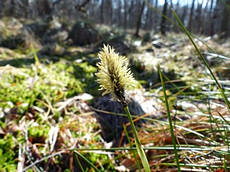 blühendes Wollgras in der Fürstenauer Heide