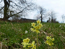 Schlüsselblume