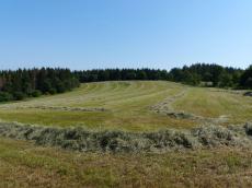 Mahdflächen am Lerchenhübel (Geisingberg), (Aufnahme H. Menzer)
