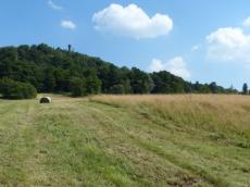 Nur eine Teilfläche wurde noch nicht gemäht. Hier brütet der Wachtelkönig. Dank der Akzeptanz der Landwirte hat diese gefährdete Art  hier ihr Hauptverbreitungsgebiet in Sachsen
