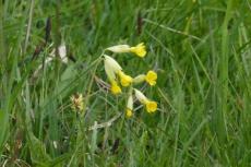 Wiesen-Schlüsselblume
