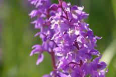 Orchideenpracht auf den Geisingbergwiesen