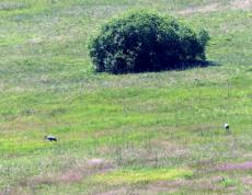 Zunehmend wird der Kranich als Brutvogel auch hier in der Region beobachtet (Aufnahme H. Menzer)
