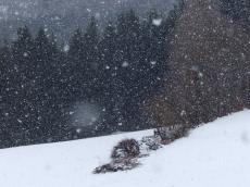 Lange nicht mehr erlebtes, dichtes Schneetreiben am Geisingberg am 1. April 2020