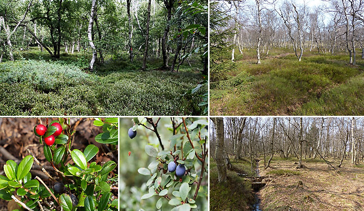 Fürstenauer Heide