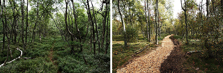 Ehemaliger Moorweg vor und nach Maßnahmenbeginn