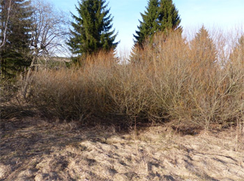 Quellgebiet der großen Biela