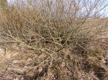 Quellgebiet der großen Biela