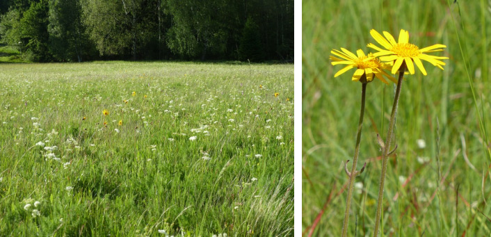 Quellgebiet der großen Biela