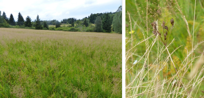 Quellgebiet der großen Biela