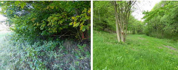 Fotodokumentation zur Entbuschung des FND Akeleiwiese, Bärenstein