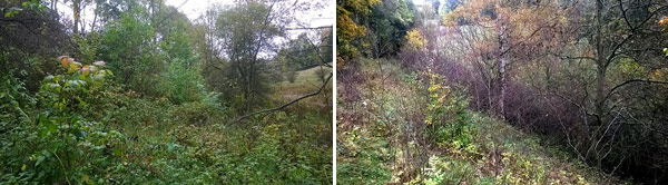 Fotodokumentation zur Entbuschung des FND Akeleiwiese, Bärenstein