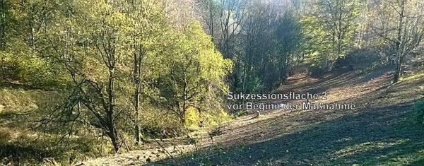 Fotodokumentation zur Entbuschung des FND Akeleiwiese, Bärenstein