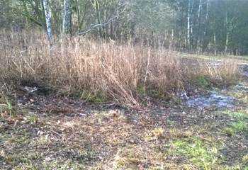 Renaturierung Rotwassertal