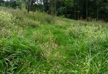 Renaturierung Rotwassertal