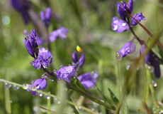 Kreuzblümchen