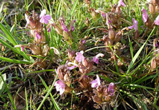 Pedicularis sylvatica