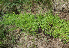 Dianthus seguieri