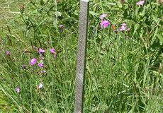 Dianthus seguieri