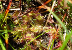 Drosa rotundifolia