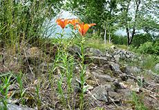 Feuerlilie auf einer Steinrücke