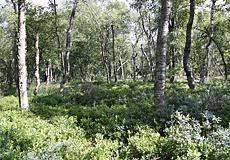 Moorbirkenwald in der Fürstenauer Heide