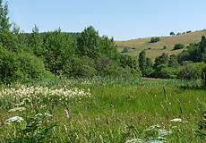 Nasswiesen am Hüttenteich