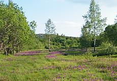 Orchideenwiese