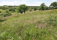 Grenzwiese im Scharzbachgrund