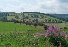 Steinrückenraum im Erdbachtal