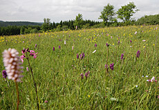 Wiese am Geisingberg
