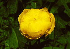 Trollblume