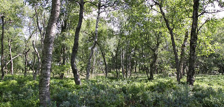 Moorbirkenwald