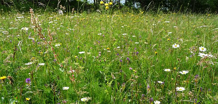 Storchschnabel-Goldhafer-Wiese