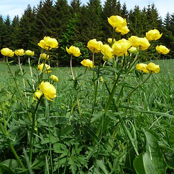 Trollblume