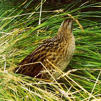Wachtelkönig