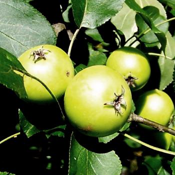 Wildapfel