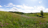 Bergwiese im Schwarzbachgrund