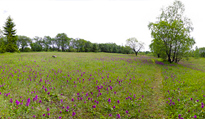 Orchideenwiese bei Altenberg