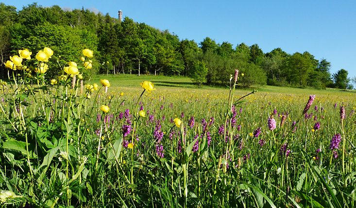 Bergwiese am Geisingberg
