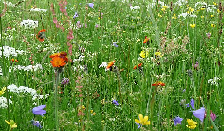 Bunte Wiese