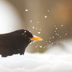Amsel