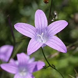 Wiesenglockenblume