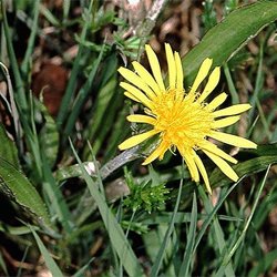 Niedrige Schwarzwurzel