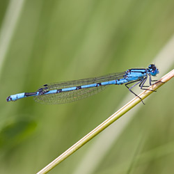 Becherjungfer