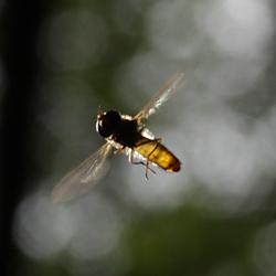 Hainschwebfliege