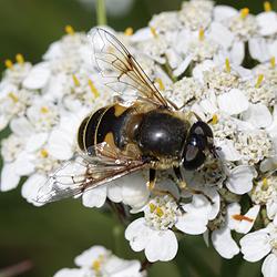 Eristalis